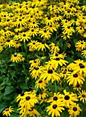 RUDBECKIA FULGIDA SULLIVANTII GOLDSTURM (CONEFLOWER)