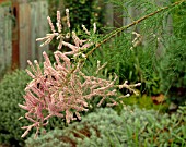 TAMARIX RAMOSISSIMA PINK CASCADE