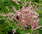 TAMARIX RAMOSISSIMA PINK CASCADE