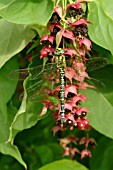 AESHNA CYANEA (DRAGONFLY) ON LEYCESTERIA