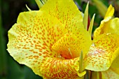 CANNA CLEOPATRA