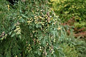 CHAMAECYPARIS LAWSONIANA GLAUCA