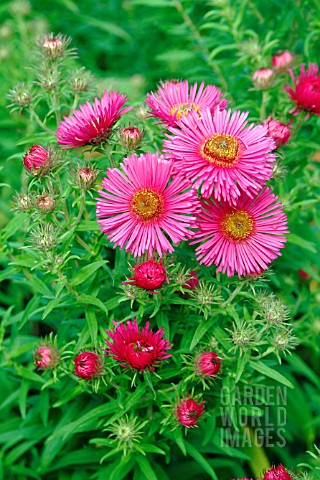 ASTER_NOVAE_ANGLIAE_ANDENKEN_AN_ALMA_POTSCHKE