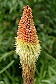 KNIPHOFIA CAULESCENS (RED HOT POKER)