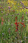 LOBELIA WITH VERBENA BONARIENSIS