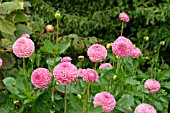 DAHLIA ANNIVERSARY BALL