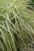 MISCANTHUS SINENSIS RIGOLETTO