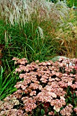 SEDUM TELEPHIUM MATRONA WITH MISCANTHUS FLAMINGO