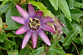 PASSIFLORA AMETHYST