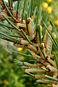 DIPRION PINI LARVA ON PINUS