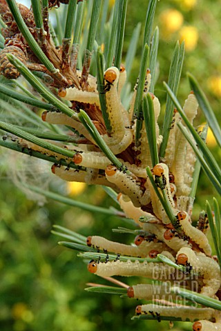 DIPRION_PINI_LARVA_ON_PINUS