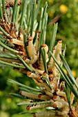 DIPRION PINI LARVA ON PINUS