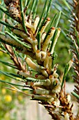 DIPRION PINI LARVA ON PINUS