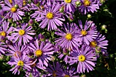 ASTER AMELLUS SONORA