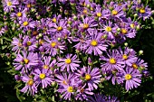 ASTER AMELLUS SONORA