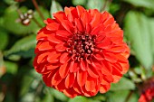 DAHLIA GRENADIER