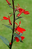 LOBELIA QUEEN VICTORIA