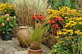 MISCANTHUS SINENSIS FERNER OSTEN IN CONTAINERS