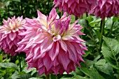 DAHLIA SIR ALF RAMSEY