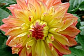 DAHLIA WANDAS AURORA