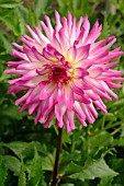 DAHLIA SKIPLEY GLORIA