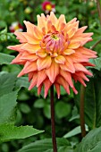 DAHLIA CHERWELL SKYLARK