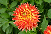 DAHLIA TRELYN SUNSET