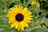 HELIANTHUS AGROPHYLLUS GOLD AND SILVER