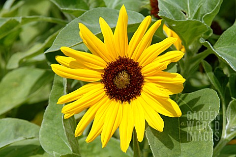 HELIANTHUS_AGROPHYLLUS_GOLD_AND_SILVER