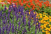 SALVIA FARINACEA VICTORIA