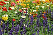 SALVIA FARINACEA VICTORIA WITH ZINNIA OKLAHOMA. (RHS WISLEY GARDEN)