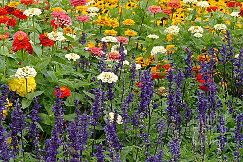 SALVIA_FARINACEA_VICTORIA_WITH_ZINNIA_OKLAHOMA_RHS_WISLEY_GARDEN