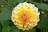 DAHLIA WITTEMANS SUPERBA