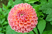 DAHLIA WOOTON CUPID