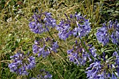 AGAPANTHUS LOCH HOPE