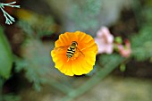 HOVERFLY ON ESCHSCHOLZIA CALIFORNICA