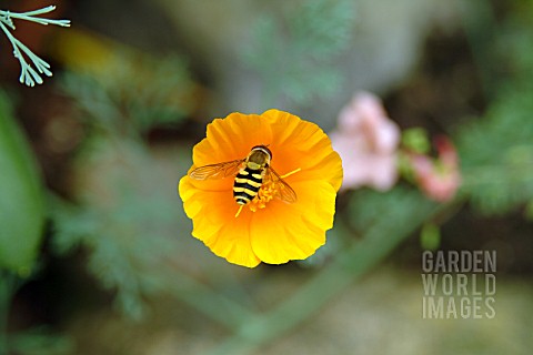 HOVERFLY_ON_ESCHSCHOLZIA_CALIFORNICA