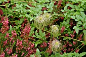 CLEMATIS TANGUTICA HELIOS WITH ERICA VAGANS MRS D.F. MAXWELL