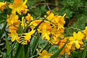 CROCOSMIA WALBERTON YELLOW