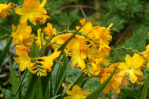 CROCOSMIA_WALBERTON_YELLOW