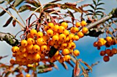 SORBUS ETHELS GOLD, (BERRIES, AUTUMN COLOUR)