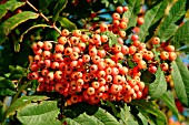 SORBUS BELLONIA (RHS WISLEY)