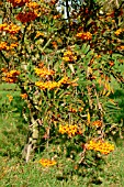 SORBUS BRIGITTA (RHS WISLEY)