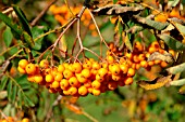 SORBUS BRIGITTA (RHS WISLEY)