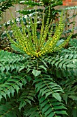 MAHONIA X MEDIA WINTER SUN (OCTOBER)