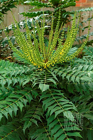 MAHONIA_X_MEDIA_WINTER_SUN_OCTOBER