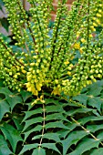 MAHONIA X MEDIA WINTER SUN (OCTOBER)