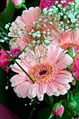 GERBERA IN POSY