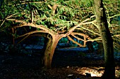 LIGHT UNDER TAXUS BACCATA (ABBOTSBURY,  DORSET)