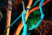 MULTICOLOURED LIGHTS ON BRANCH (ABBOTSBURY,  DORSET)